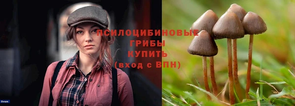 прущие грибы Аркадак
